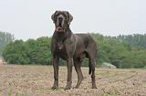 DOGUE ALLEMAND 453